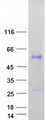 C4orf19 Protein - Purified recombinant protein C4orf19 was analyzed by SDS-PAGE gel and Coomassie Blue Staining