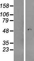 C4orf29 Protein - Western validation with an anti-DDK antibody * L: Control HEK293 lysate R: Over-expression lysate
