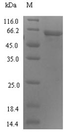 C4orf29 Protein - (Tris-Glycine gel) Discontinuous SDS-PAGE (reduced) with 5% enrichment gel and 15% separation gel.