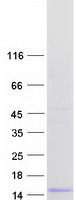 C4orf3 Protein - Purified recombinant protein C4orf3 was analyzed by SDS-PAGE gel and Coomassie Blue Staining