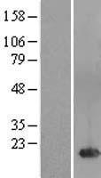 C4orf32 Protein - Western validation with an anti-DDK antibody * L: Control HEK293 lysate R: Over-expression lysate