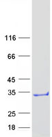 C4orf33 Protein - Purified recombinant protein C4orf33 was analyzed by SDS-PAGE gel and Coomassie Blue Staining