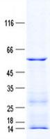 C4orf37 Protein