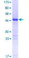 C4orf43 Protein - 12.5% SDS-PAGE of human FLJ11184 stained with Coomassie Blue