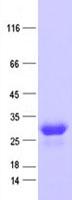 C4orf43 Protein