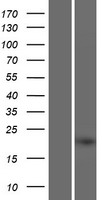 C4orf45 Protein - Western validation with an anti-DDK antibody * L: Control HEK293 lysate R: Over-expression lysate