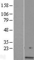 C4orf46 Protein - Western validation with an anti-DDK antibody * L: Control HEK293 lysate R: Over-expression lysate