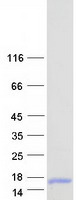 C4orf48 Protein - Purified recombinant protein C4orf48 was analyzed by SDS-PAGE gel and Coomassie Blue Staining