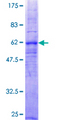 C5AR1 / CD88 / C5a Receptor Protein - 12.5% SDS-PAGE of human C5R1 stained with Coomassie Blue