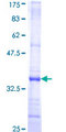 C5AR1 / CD88 / C5a Receptor Protein - 12.5% SDS-PAGE Stained with Coomassie Blue.