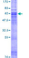 C5AR2 / GPR77 / C5L2 Protein - 12.5% SDS-PAGE of human GPR77 stained with Coomassie Blue