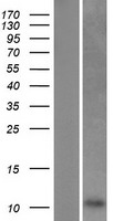 C5orf13 Protein - Western validation with an anti-DDK antibody * L: Control HEK293 lysate R: Over-expression lysate