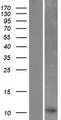 C5orf13 Protein - Western validation with an anti-DDK antibody * L: Control HEK293 lysate R: Over-expression lysate