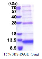 C5orf13 Protein