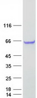 C5orf22 Protein - Purified recombinant protein C5orf22 was analyzed by SDS-PAGE gel and Coomassie Blue Staining