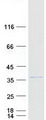 C5orf35 Protein - Purified recombinant protein SETD9 was analyzed by SDS-PAGE gel and Coomassie Blue Staining