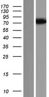 C5orf41 Protein - Western validation with an anti-DDK antibody * L: Control HEK293 lysate R: Over-expression lysate