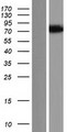 C5orf41 Protein - Western validation with an anti-DDK antibody * L: Control HEK293 lysate R: Over-expression lysate