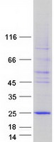 C5orf49 Protein - Purified recombinant protein C5orf49 was analyzed by SDS-PAGE gel and Coomassie Blue Staining