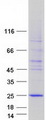 C5orf49 Protein - Purified recombinant protein C5orf49 was analyzed by SDS-PAGE gel and Coomassie Blue Staining