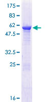 C5orf51 Protein - 12.5% SDS-PAGE of human C5orf51 stained with Coomassie Blue