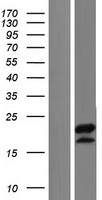 C5orf52 Protein - Western validation with an anti-DDK antibody * L: Control HEK293 lysate R: Over-expression lysate