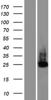 C6orf106 Protein - Western validation with an anti-DDK antibody * L: Control HEK293 lysate R: Over-expression lysate