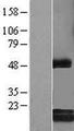 C6orf108 Protein - Western validation with an anti-DDK antibody * L: Control HEK293 lysate R: Over-expression lysate