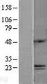 C6orf120 Protein - Western validation with an anti-DDK antibody * L: Control HEK293 lysate R: Over-expression lysate