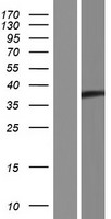 C6orf136 Protein - Western validation with an anti-DDK antibody * L: Control HEK293 lysate R: Over-expression lysate