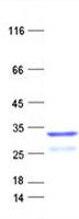 C6orf140 / GLYATL3 Protein