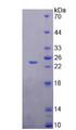 C6orf150 / MB21D1 Protein - Recombinant  Mab21 Domain Containing Protein 1 By SDS-PAGE