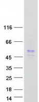 C6orf168 Protein - Purified recombinant protein FAXC was analyzed by SDS-PAGE gel and Coomassie Blue Staining