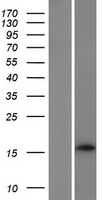 C6orf218 Protein - Western validation with an anti-DDK antibody * L: Control HEK293 lysate R: Over-expression lysate