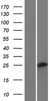 C6orf223 Protein - Western validation with an anti-DDK antibody * L: Control HEK293 lysate R: Over-expression lysate
