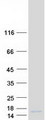 C6orf226 Protein - Purified recombinant protein C6orf226 was analyzed by SDS-PAGE gel and Coomassie Blue Staining