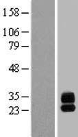 C6orf25 Protein - Western validation with an anti-DDK antibody * L: Control HEK293 lysate R: Over-expression lysate