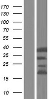 C6orf47 / G4 Protein - Western validation with an anti-DDK antibody * L: Control HEK293 lysate R: Over-expression lysate