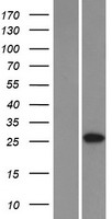 C6orf62 Protein - Western validation with an anti-DDK antibody * L: Control HEK293 lysate R: Over-expression lysate