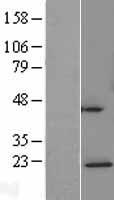 C6orf66 Protein - Western validation with an anti-DDK antibody * L: Control HEK293 lysate R: Over-expression lysate