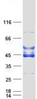 C6orf81 Protein - Purified recombinant protein ARMC12 was analyzed by SDS-PAGE gel and Coomassie Blue Staining