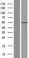 C7orf25 Protein - Western validation with an anti-DDK antibody * L: Control HEK293 lysate R: Over-expression lysate
