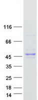 C7orf26 Protein - Purified recombinant protein C7orf26 was analyzed by SDS-PAGE gel and Coomassie Blue Staining