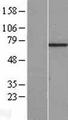 C7orf31 Protein - Western validation with an anti-DDK antibody * L: Control HEK293 lysate R: Over-expression lysate