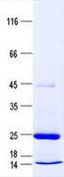 C7orf33 Protein