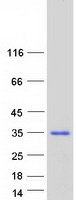 C7orf46 Protein - Purified recombinant protein FAM221A was analyzed by SDS-PAGE gel and Coomassie Blue Staining