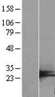 C7orf50 Protein - Western validation with an anti-DDK antibody * L: Control HEK293 lysate R: Over-expression lysate