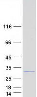 C7orf50 Protein - Purified recombinant protein C7orf50 was analyzed by SDS-PAGE gel and Coomassie Blue Staining
