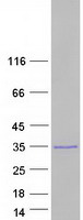 C7orf50 Protein - Purified recombinant protein C7orf50 was analyzed by SDS-PAGE gel and Coomassie Blue Staining