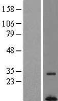 C7orf55 Protein - Western validation with an anti-DDK antibody * L: Control HEK293 lysate R: Over-expression lysate